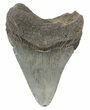 Fossil Megalodon Tooth - South Carolina #51125-2